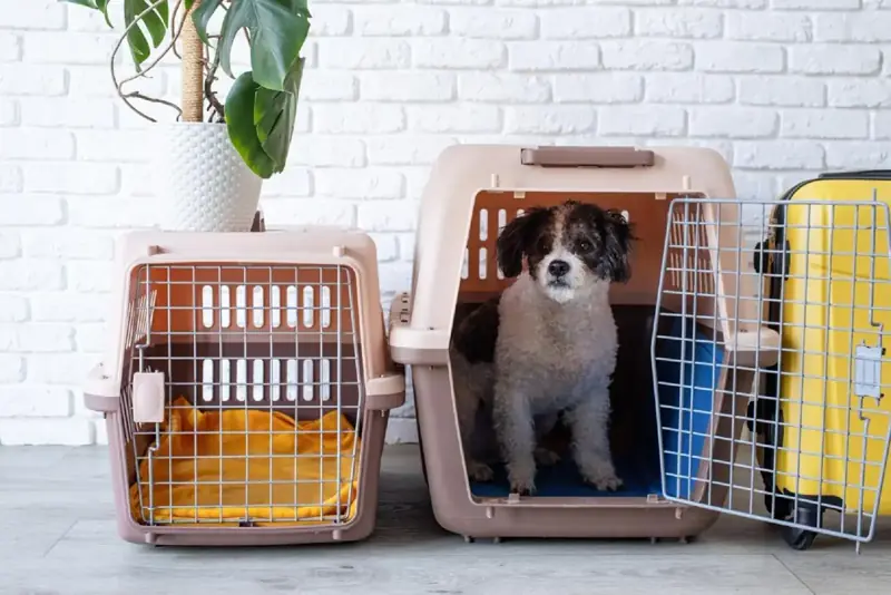 Dog sitting beside an IATA travel crate while a PetAeron coordinator prepares the move.