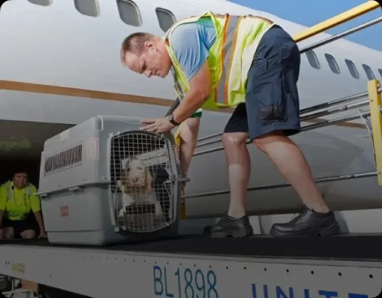 Pet waiting at airport before international relocation flight